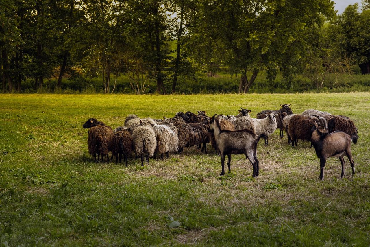 Gospodarstwo Agroturystyczne Dworek Janowicki Kazimierzewo Εξωτερικό φωτογραφία